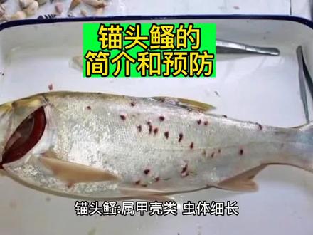 #热门话题 锚头鳋的简介和危害#水产养殖技术 #水产技术 #水产养殖 #养殖技术 #鱼虾蟹养殖 #养殖人加油 #四大家鱼养殖 #养殖小知识
