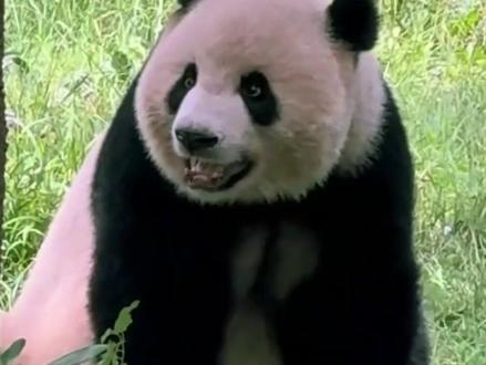 重动之花·莽仔:生下“星辰”的甜辣妈咪,14岁腮红妆美翻全网 #大熊猫莽仔 #大熊猫莽仔和莽小五