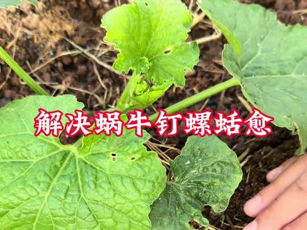 菜园里的蜗牛鼻涕虫,钉螺蛞愈 ,就用这个#四聚乙醛,撒一撒搞定#蜗牛 #钉螺 #蛞愈 #菜园蜗牛