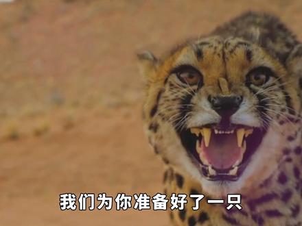 如果我们跑的跟光速一样,会发生什么?#涨知识