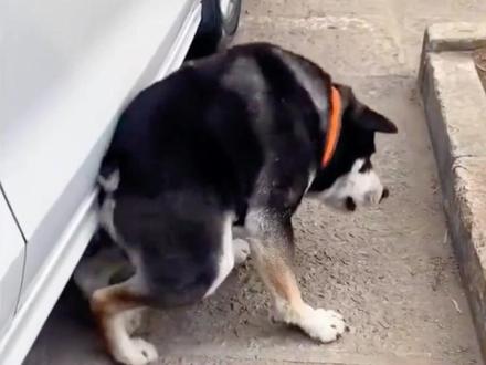 狗狗应不应该近亲繁殖?#狗狗#养狗#近亲繁殖