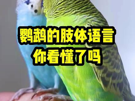 #鹦鹉 #鹦鹉鹦鹉萌萌哒逗鹦鹉 #手养鹦鹉#手养鸟#萌宠