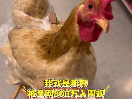 震惊!自从给鸡穿上了“尿不湿”...... 再也不怕它乱拉了!!!附详细教程,超简单!省钱又好用~#宠物鸡 #万物皆可diy#萌宠出道计划 #我在抖音聊生活 #萌宠好物