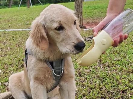 狗狗趴蹄,心好痛#小鸡毛 #趴蹄 #金毛