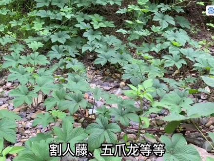 活麻草为什么摸了会痛