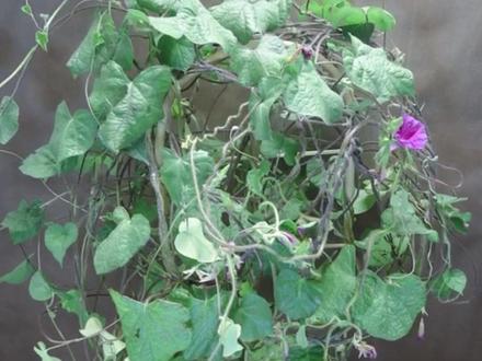 从种子开始,牵牛花104天的成长变化。#牵牛花 #农业种植 #种子盆栽 #牵牛花种植 #牵牛花开