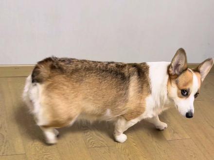 艾拉:女人就是嘴碎! #柯基 #狗狗的心思都写在脸上了