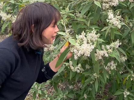 密蒙花给糯米饭上黄色#大山里的原生态 新农人计划2023 #你的家乡有这种植物吗