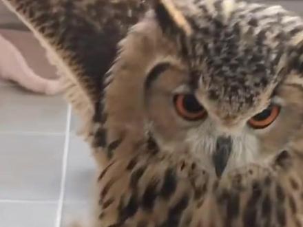 雕鸮猫头鹰好奇心这么强的吗?你的信呢?