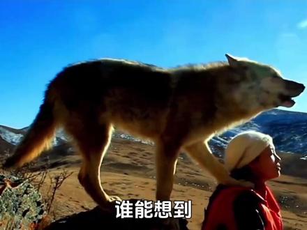 李微漪回应重返狼群版权 #热点 #李微漪抖音回应重返狼群版权 #李微漪 #重返狼群