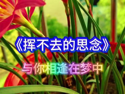 挥不去的思念,罗宾<原唱>开展,,,,。