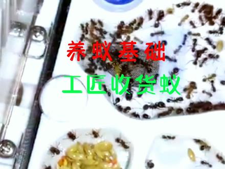 蚂蚁饲养基础,工匠收货蚁的饲养方法。养蚁基础知识分享