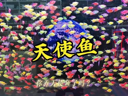 你养的什么鱼?#天使鱼 #观赏鱼 #小型观赏鱼 #热带鱼