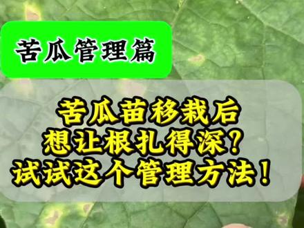 想要移栽的苦瓜苗 根扎的更深 试一下这样操作
#苦瓜种植#苦瓜苗 #三农#三农流量扶持计划