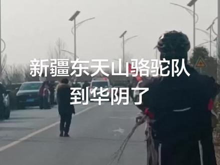 新疆东天山骆驼队途径河堤路