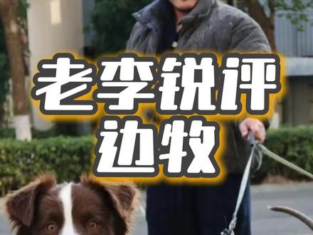 评论区鉴定边牧,看你家狗子品相如何#今天只做快乐小狗 #边牧 #边牧幼犬 #边牧日常