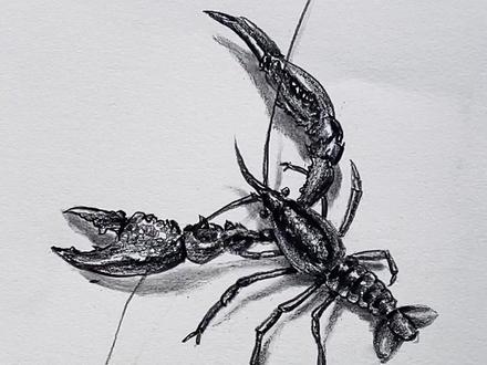 人人都爱的小龙虾,其实画起来很简单!#零基础学画画 #素描 #画画其实很简单