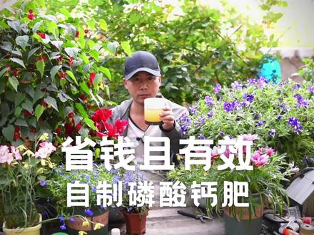 省钱且有效,自制磷酸钙肥,让植物多开花