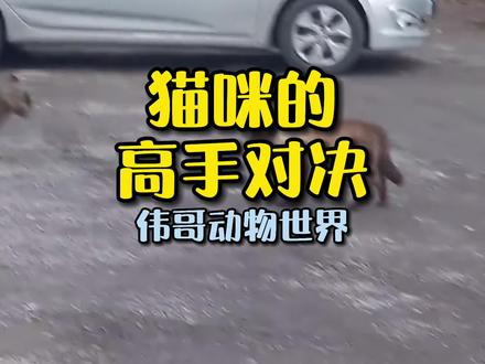 两只猫打架了…真是活泼可爱!知道抓根李是什么吗? #star中视频伙伴 #中视频我来啦 #狸花猫