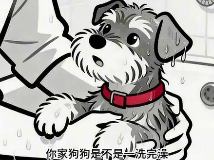 狗狗洗完澡,为什么像个小疯子? #狗狗 #爱狗 #养狗干货