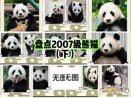 盘点2007级熊猫(下),这一篇有众多知名的妈妈熊爸爸熊,有“哪吒”晴晴、“村主任”珍珍、“熊间美熊”锦心、还有令人心疼的新妮儿,帅气的香格、武俊、华龙等等。#大熊猫 #一方水土养一方熊猫 #动物世界 #国宝不愧是国宝 #来这吸熊猫