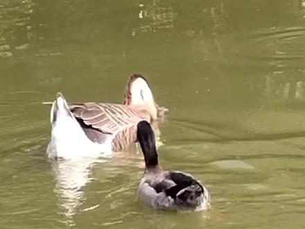 难得看到的 (鸭🦆鹅交配)