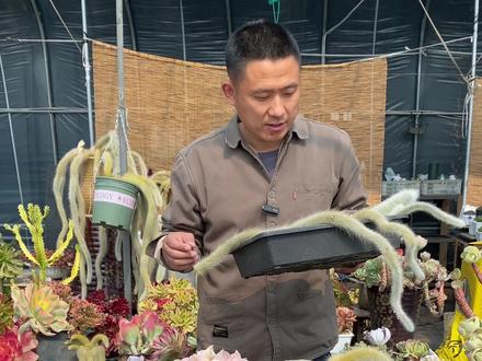 火烧的九尾狐多肉开始恢复了,聊聊怎么养九尾狐!