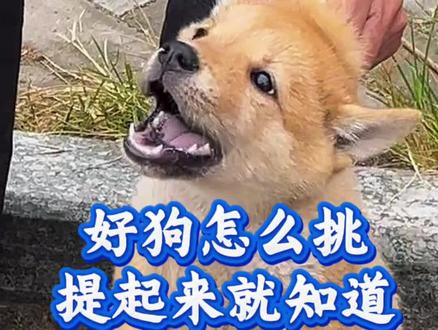 狗狗怎么挑,提起来就知道#狗狗#新手养狗#养狗经验分享#宠物知识#养狗人