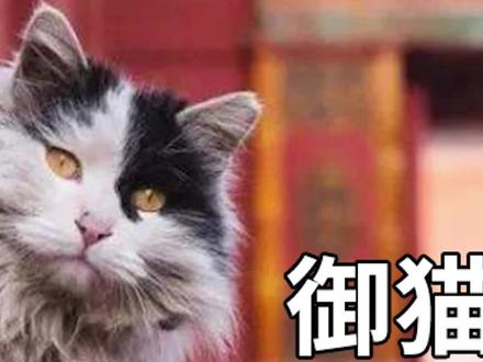 #宫猫的发展历程 明朝皇帝和猫不得不说的那些事