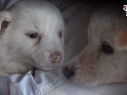 流浪狗妈妈接连两次把孩子送给陌生人,知道真相的主人泪流不止!#动物感人故事 #动物救助 #动物也有爱