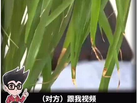 警惕这类视频电话!内蒙古鄂尔多斯的李女士收到一个好友申请,头像是自己的“老同学”,“老同学”还打来了视频,称要借40万周转一下,能信吗?#全民反诈联盟