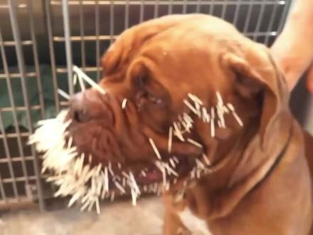 #豪猪 抵抗 #猎狗,反杀#花豹 是真的吗? @西瓜视频 #动物世界 #野生动物零距离 #狂野猛兽