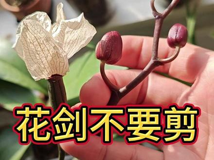 蝴蝶兰花剑要不要剪 花箭怎么剪 蝴蝶兰的花剑到底要不要剪呢,其实每年我都会说这个问题,今天再给花友们讲一遍。#蝴蝶兰 #蝴蝶兰养护 #蝴蝶兰花剑 #剪花剑 #养花经验