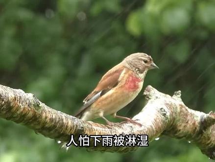 暴雨天躲雨的小鸟,不回鸟窝反而到处飞,竟和想象中的不一样