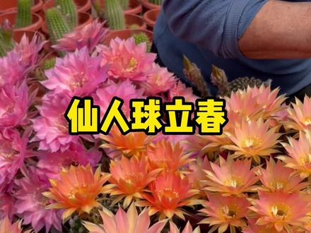 过年期间养仙人球,记住用点料,春季花开几十朵 过年期间养仙人球,记住用点料,春季花开几十朵