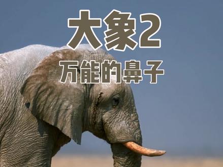 #大象的鼻子这么万能,如果断了还能活么?#科普 #毛衣路说博物