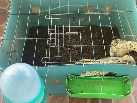 有人特意给我评论说鹌鹑不吃大米!这样喂,怎么不吃 #鹌鹑吃大米 #鹌鹑如何喂养 #阳台盆栽种植