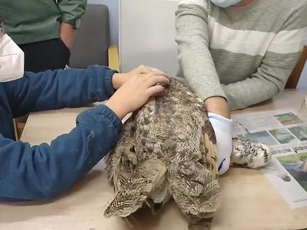 近日,河北石家庄野生动物保护志愿者接到消息,一块农田里发现了一只无法起飞的雕鸮。在将雕鸮接到后,志愿者发现它的身上竟然全是苍耳。随后用了两天时间,志愿者从这只雕鸮身上共摘下来500多只浑身都是刺的小苍耳,正是它们让雕鸮的羽毛完全被粘住,无法展翅翱翔。目前,雕鸮已被顺利放飞