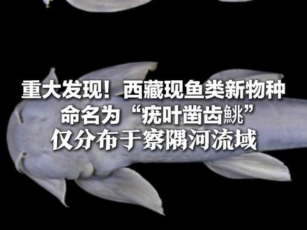 重大发现!西藏现鱼类新物种 命名为“疣叶凿齿鮡” 仅分布于察隅河流域 为喜马拉雅鱼类系统进化研究提供基础