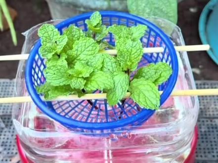 三块钱自己种薄荷狂长不停#家庭种植 #种菜小技巧 #薄荷