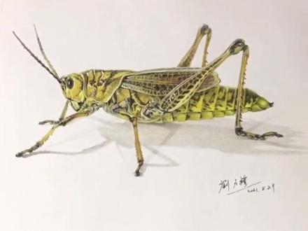 彩铅画-蝗虫绘画步骤干货讲解来啦,想零基础学彩铅画的朋友看过来#画画 #彩铅画 @DOU+小助手