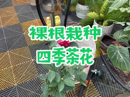 不会手法,我们可以动脑筋,但是你首先得明白,问题来着何方#茶花#分享养花经验 #花卉绿植