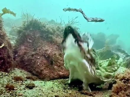 安康鱼,虽然好吃但是长得也太不受待见了吧#安康鱼 #海鱼 #科普知识