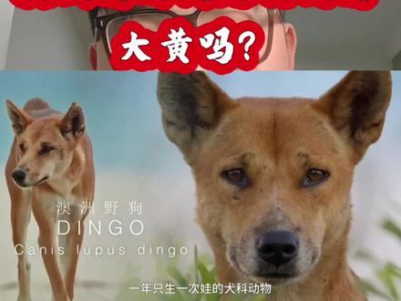 澳洲野狗真是我们的中华田园犬吗?简直太像了!#澳洲野狗#中华田园犬#土狗