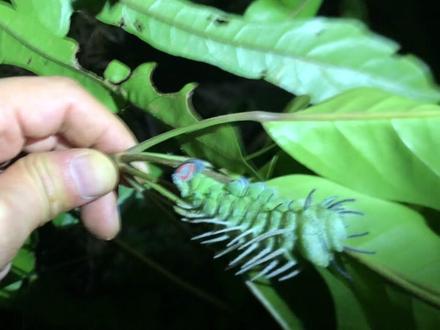 世界最大的鳞翅目昆虫的幼虫 俗称蛇头蛾 也有的地方叫皇蛾 除了大 别的无毒 无害 #蛾 #科普 #户外 #探秘