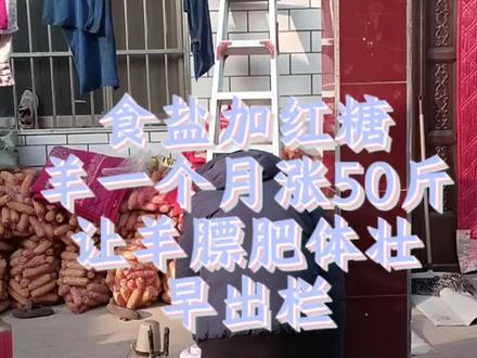 红糖加食盐喂羊膘肥体壮早出栏##养羊#育肥羊#养羊知识#养羊技术