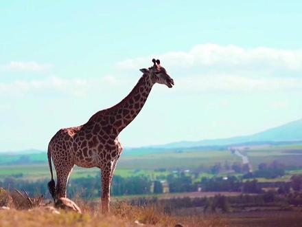 #奇妙的动物 #神奇动物在抖音 #大自然的魅力 #带你看世界 #绘本故事 #野生动物零距离 #万物皆有灵性 #儿童睡前故事
#魔性长颈鹿 #长颈鹿吃草 #长颈鹿杯
长颈鹿(学名:Giraffe camelopardalis):是一种生长在非洲的反刍偶蹄动物,拉丁文名字的意思是“长着豹纹的骆驼”。它们是世界上现存最高的陆生动物。站立时由头至脚可达6-8米,体重约700千克,刚出生的幼仔就有1.5米高;皮毛颜色花纹有斑点和网纹型,头的额部宽,吻部较尖,耳大竖立,头顶有1对骨质短角,角外包覆皮肤和茸毛;颈特别长(约2米),颈背有1行鬃毛;体较短;四肢高而强健,前肢略长于后肢,蹄阔大;尾短小,尾端为黑色簇毛。牙齿为原始的低冠齿,不能以草为主食,只能以树叶为主食;舌较长,可以用于取食;具短角,角上被有毛的皮肤覆盖。
栖息于非洲热带、亚热带稀树草原、灌丛、开放的合欢林地、干旱而开阔的稀树草原地带和树木稀少的半沙漠地带。是草食动物,以树叶及小树枝为主食。在野外长颈鹿的寿命为27年左右,动物园里的能活超过29年。原产于非洲,主要分布在撒哈拉以南到南非的德兰瓦士东部、纳塔尔和博茨瓦纳北部