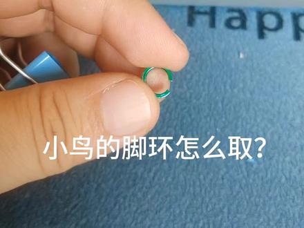 小太阳鹦鹉取脚环教学#小太阳鹦鹉