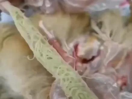 鸡绦虫快速治疗小妙招!#科学养鸡 #养殖技术交流 #三农 #鸡病防治 #养鸡小妙招