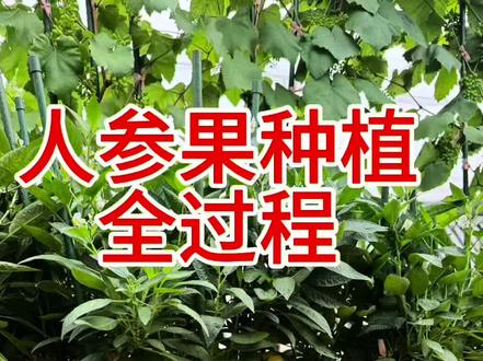 人参果种植全过程,一盆留几个枝条看盆子大小做选择,五号盆我留了五个枝条,六号盆留了七个枝条。#人参果#盆栽人参果#人参果种植#楼顶果园